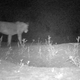 Imagen para el artículo titulado Descubren un grupo de 200 leones salvajes en una región donde se supone que no había